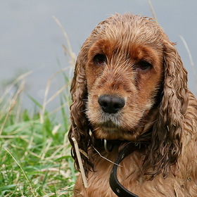 Портрет мокрой собаки