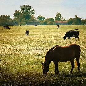 лошади, коровы, пастбище